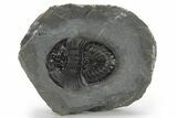 Thysanopeltis Trilobite - Top Quality Specimen #227780-2